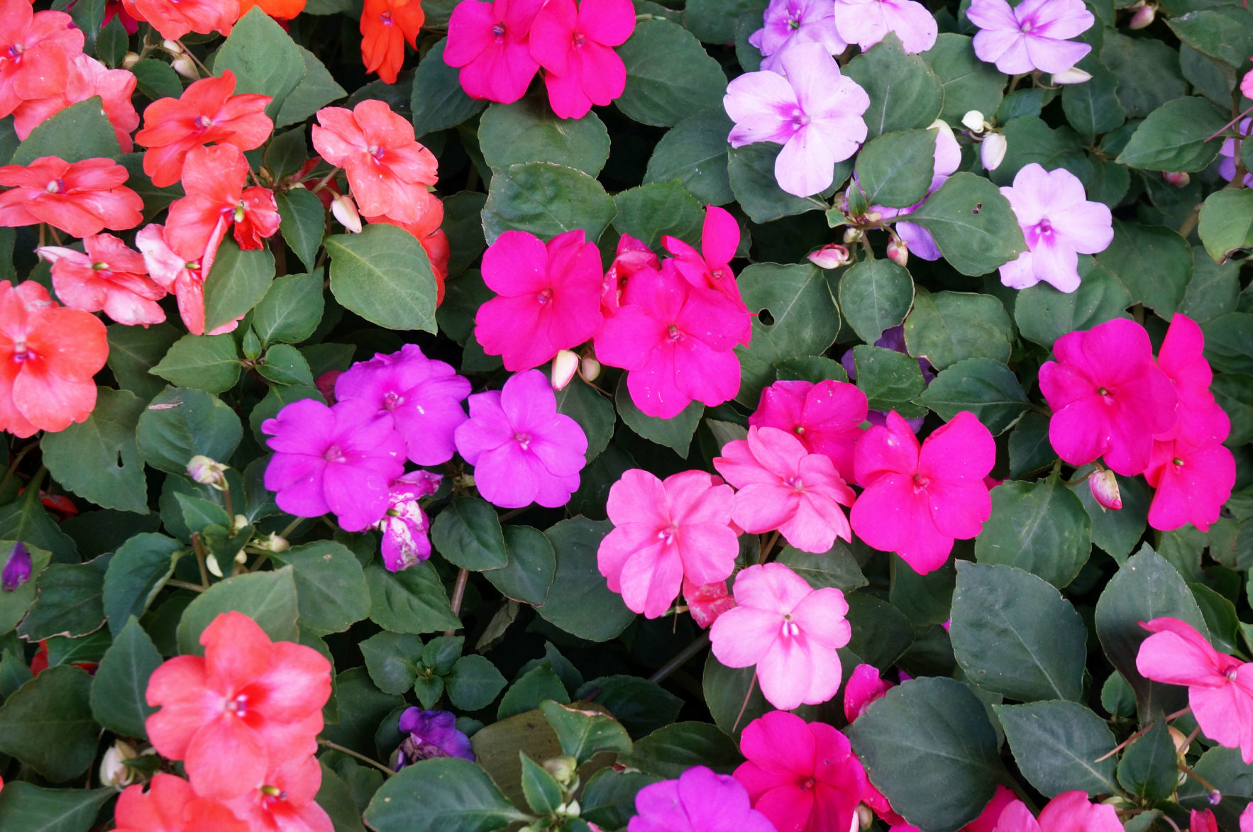 Closeup of Photo of New Guinea Impatiens Hybrids flowers